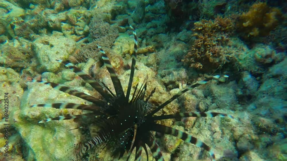 Underwater scene of lion fish in tropical area with corals on the background. Underwater scene of lion fish in tropical area with corals on the background.