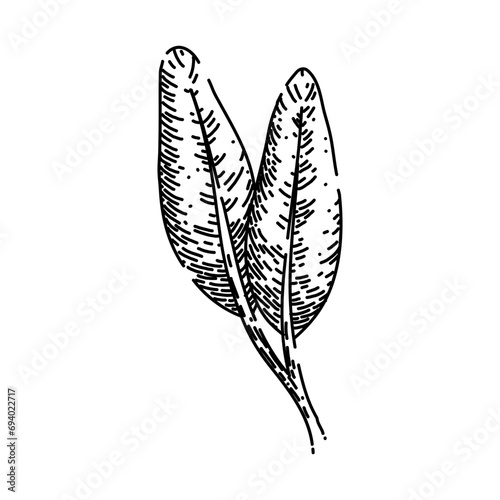 herbal sage hand drawn. garden healthy, organic spice, aromatic salvia herbal sage vector sketch. isolated black illustration photo