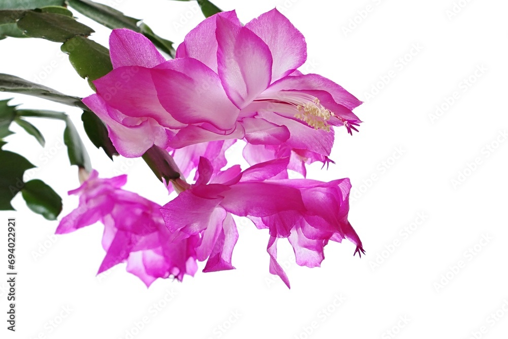 Lovely blossoming pink to white coloured flowers of False Christmas Cactus, also called Christmas Cactus, latin name Schlumbergera, white background. 