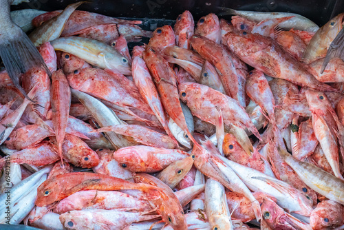 Mullus barbatus Fish Harvest from Fishing.