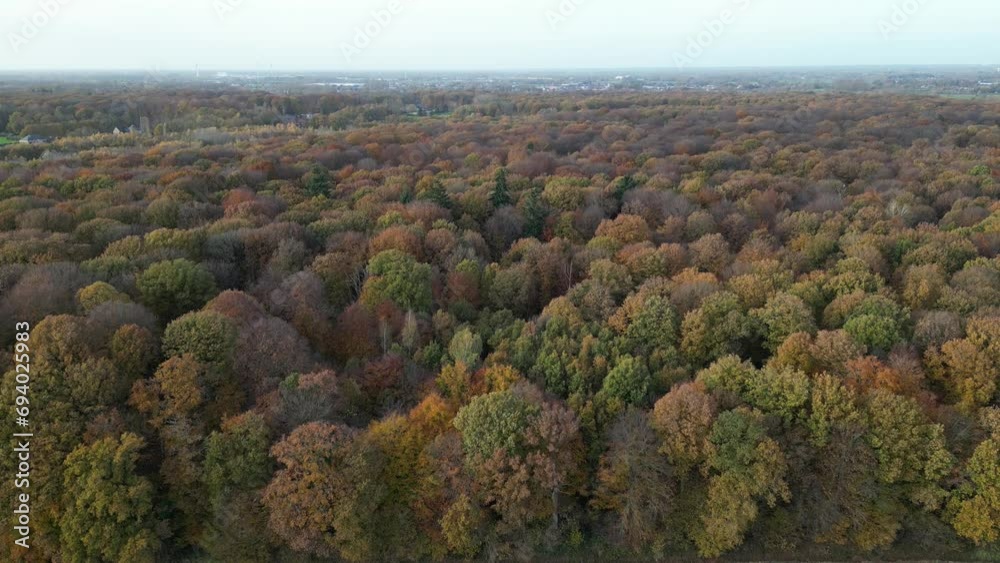 Autumn Forest Downwards Panning Movement Autumn Forest Downwards Panning Movement