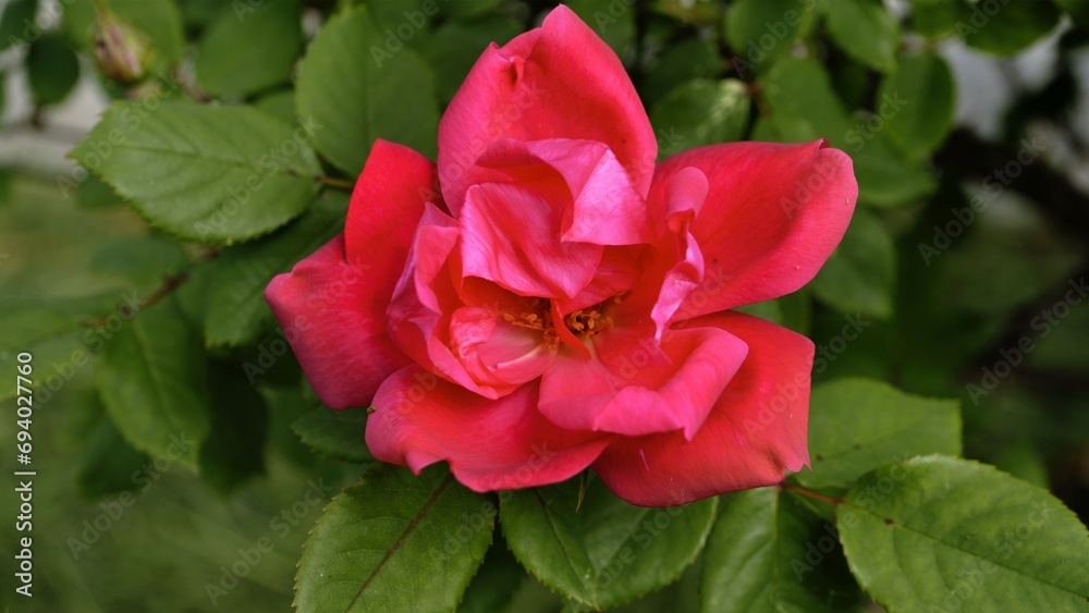  Red rose at the park in spring