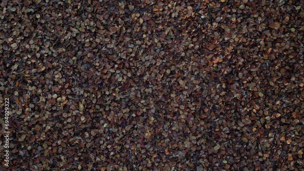 Fallen Leaves Autumn Downwards Panning Movement fast to slow orange forest Fallen Leaves Autumn Downwards Panning Movement fast to slow orange forest