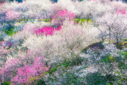 日本の美しい梅林風景・満開の高尾梅郷 photo