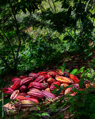 cosecha de mazorcas de cacao chocolate de color rojo maduros
