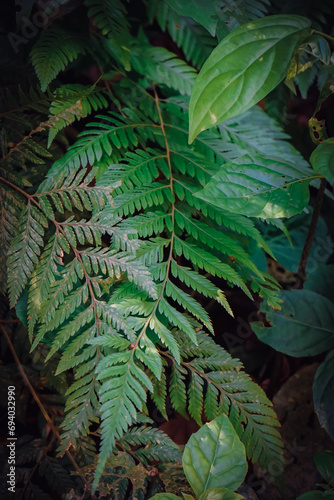 Plantas tromicales de la selva misionera y amazonica de hojas verdes y con grandes propiedades photo