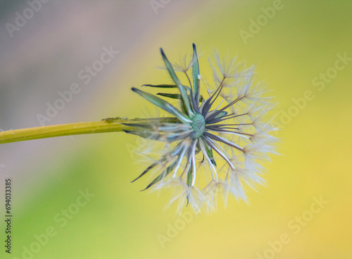 Common Dandelion  Plant Macro Photography