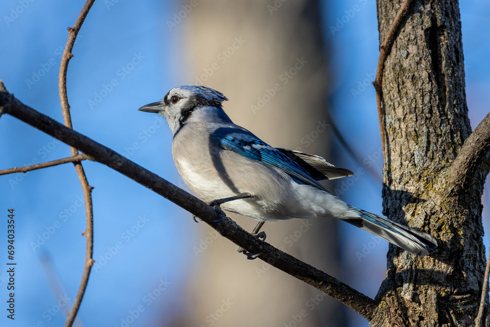 Blue jay perched in a tree on a cold windy day in Michigan Blue jay perched in a tree on a cold windy day in Michigan
