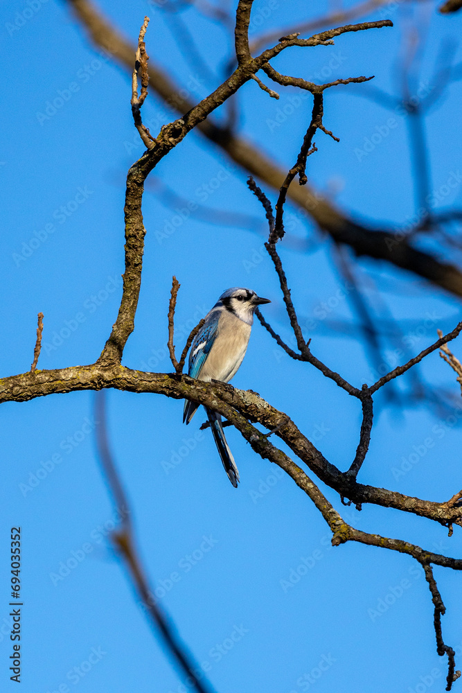 Blue jay perched in a tree on a cold windy day in Michigan Blue jay perched in a tree on a cold windy day in Michigan