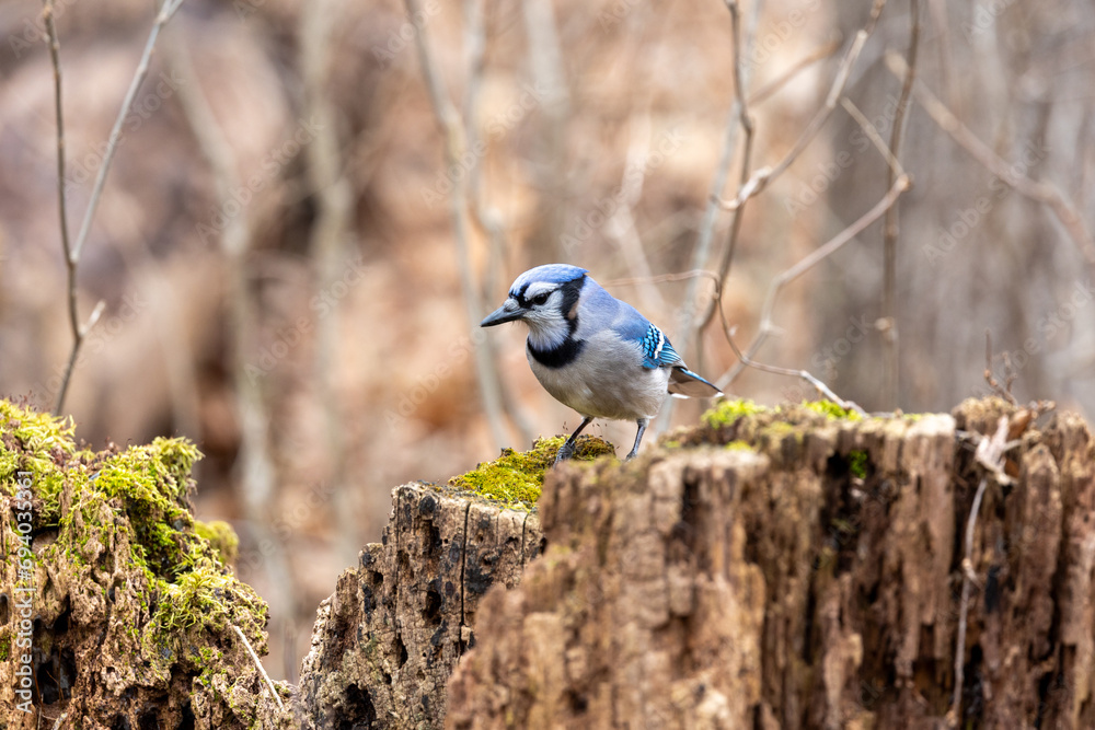 Blue jay on a moss covered tree stump in the woods of Michigan Blue jay on a moss covered tree stump in the woods of Michigan