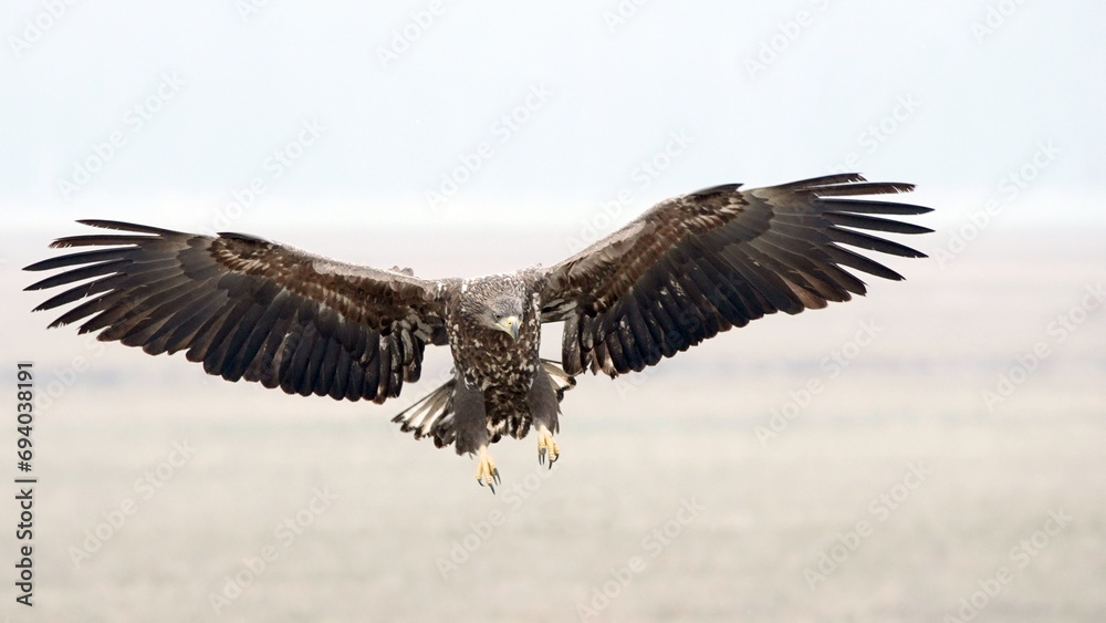 White tailed eagle bird of prey in flight White tailed eagle bird of prey in flight