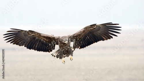 White tailed eagle bird of prey in flight 