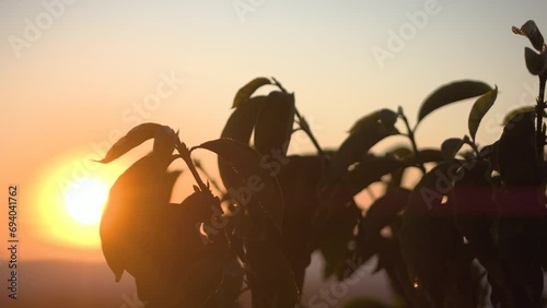 Sunrise on a large specialty coffee plantation on a farm in the interior of Brazil, with a wide variety of species and a beautiful view of the horizon photo