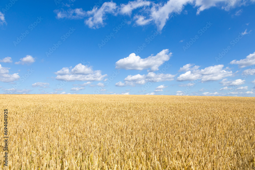 sommerliches Weizenfeld in Thüringen