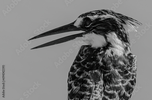 A close-up black and white photograph of a Pied Kingfisher