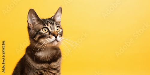 a young cat on a yellow background, veterinary, care, food, pet, kibble photo