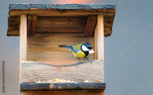 great tit with nut in his beak