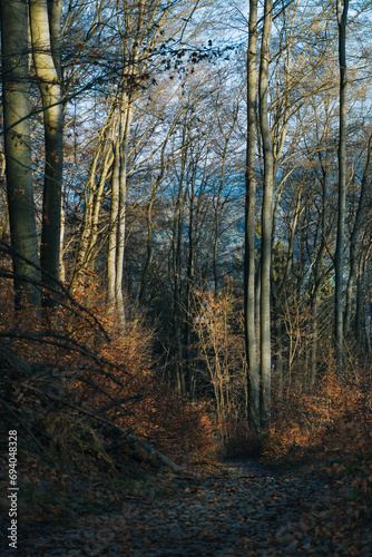 Mystische Waldstimmung im Dezember ohne Schnee, Mischwald