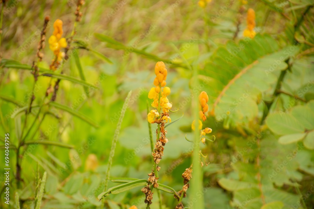 Fototapeta premium Cassia alata plant yellow flower,Ringworm Bush Flower