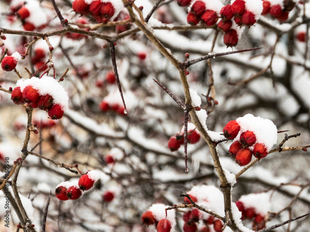 Branches with red berries sprinkled with snow