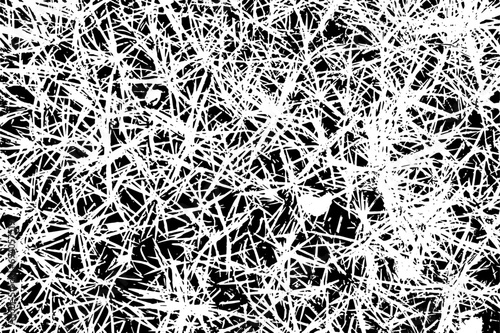 Clove leaves (Dianthus plumarius). Texture