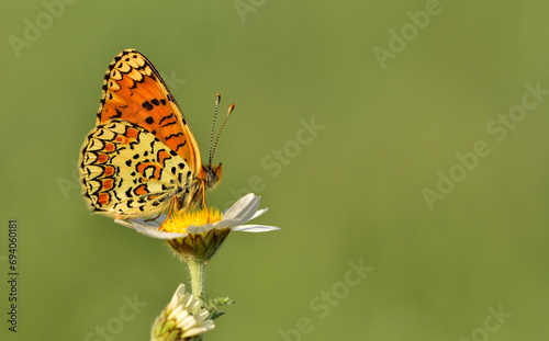 Melitaea phobe 1017 photo