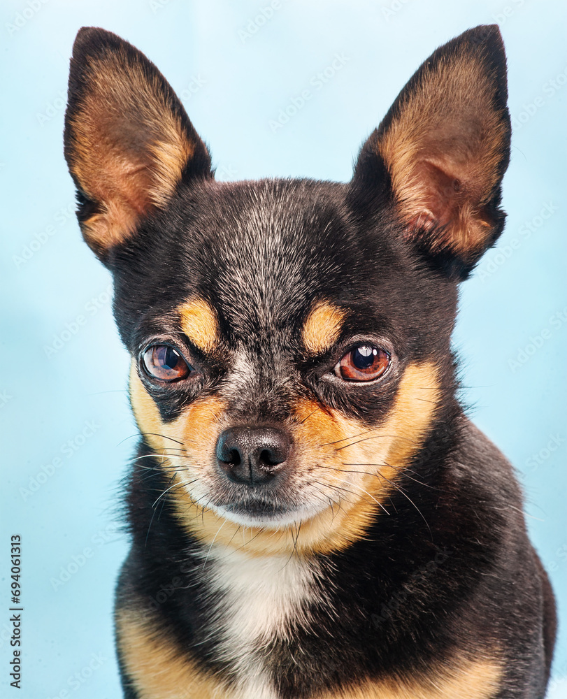 Dog on a blue background. Portrait of a tricolor chihuahua.