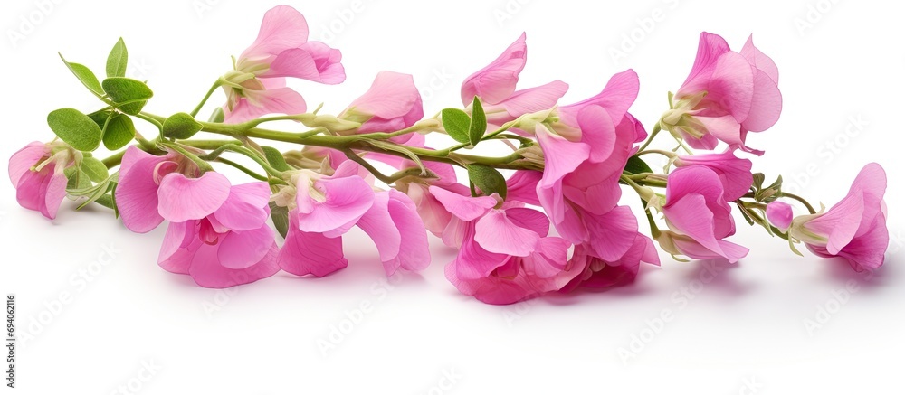 Φωτογραφία The sweet pea is a flowering plant from Sicily, southern Italy, and the Aegean Islands
