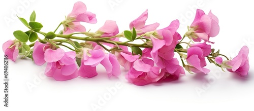 The sweet pea is a flowering plant from Sicily, southern Italy, and the Aegean Islands. photo