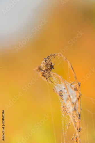 Metepeira Labyrinthea: Macro Photography photo