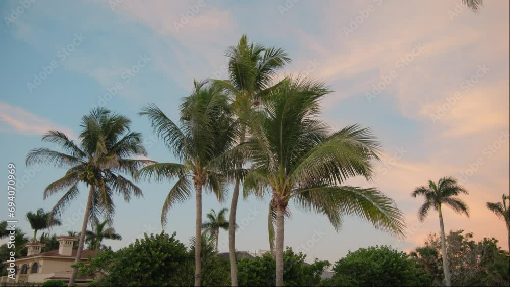 Palm trees on beach at red sunset. Wide footage on colorful sunset time Palm trees on beach at red sunset. Wide footage on colorful sunset time