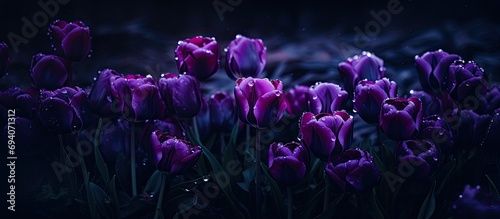 Dark, moody photo of a public flower garden in the Netherlands featuring stunning purple parrot tulips in bloom during spring. photo