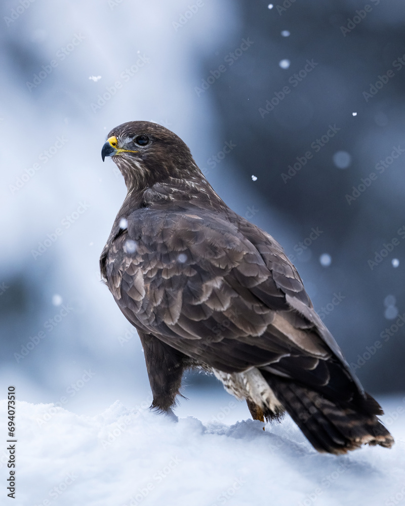 Fototapeta premium Common Buzzard portrait in winter forest, light snowing