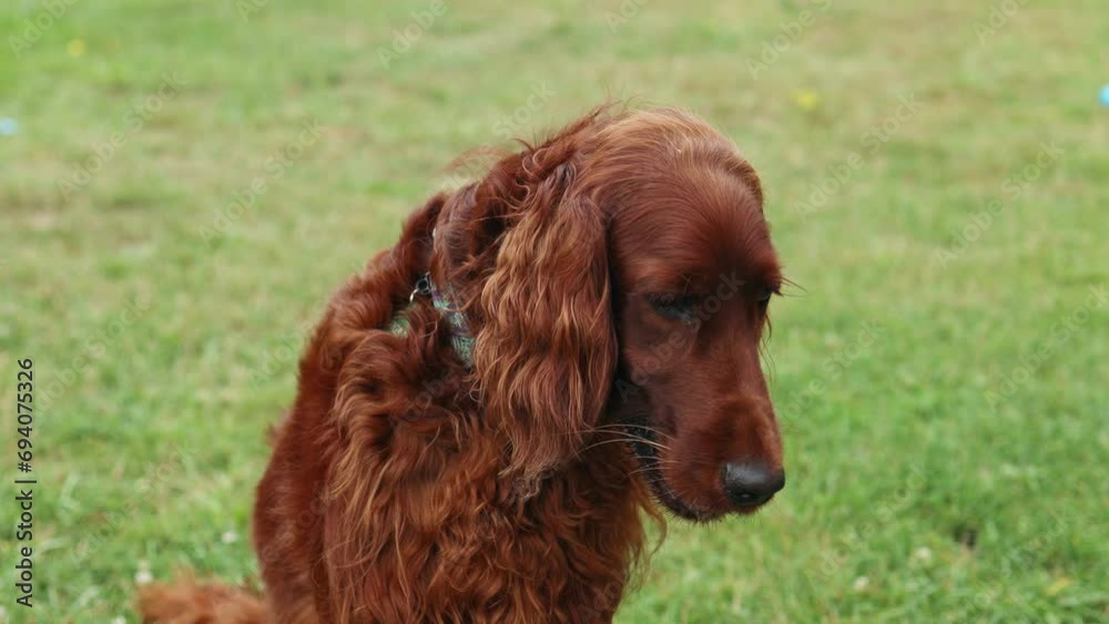young beautifulIrish Setter dog puppy is eating some dog food out of humans hand outside. High quality 4k footage young beautifulIrish Setter dog puppy is eating some dog food out of humans hand outside. High quality 4k footage