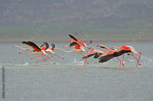 Greater Flamingo (Phoenicopterus roseus) flying over the lake.