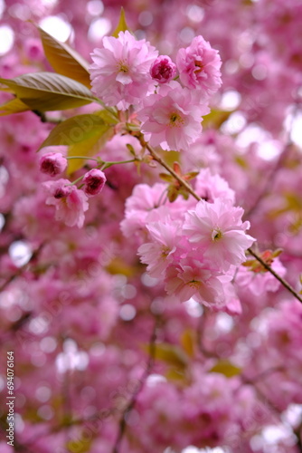 Pink cherry blossoms in garden outdoors close up. Toning pink. High quality photo
