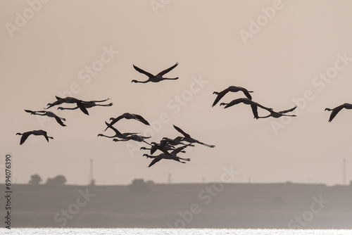 Silhouette of Greater Flamingo (Phoenicopterus roseus) flying over the lake.