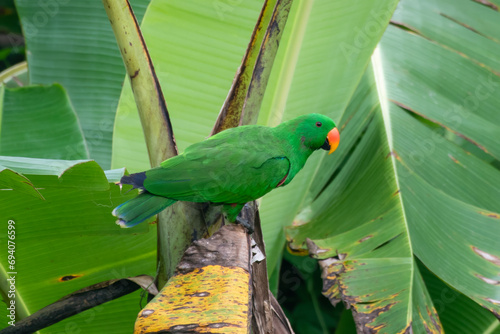 Papuan eclectus or Eclectus polychloros observed in Waigeo, West Papua,Indonesia photo