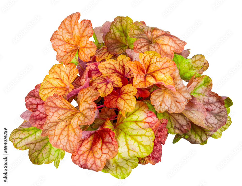 Isolated potted heuchera flower