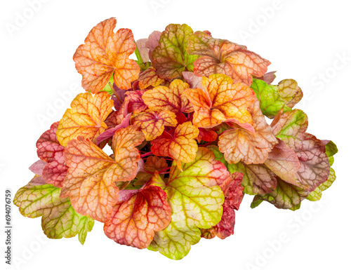 Obraz na płótnie Isolated potted heuchera flower w salonie