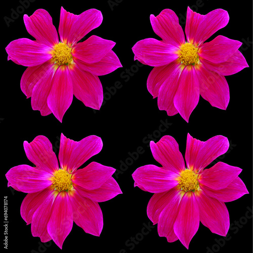 Cosmos bipinnatus, commonly called the garden cosmos or Mexican aster, is a medium-sized flowering herbaceous plant in the daisy family Asteraceae, native to the Americas