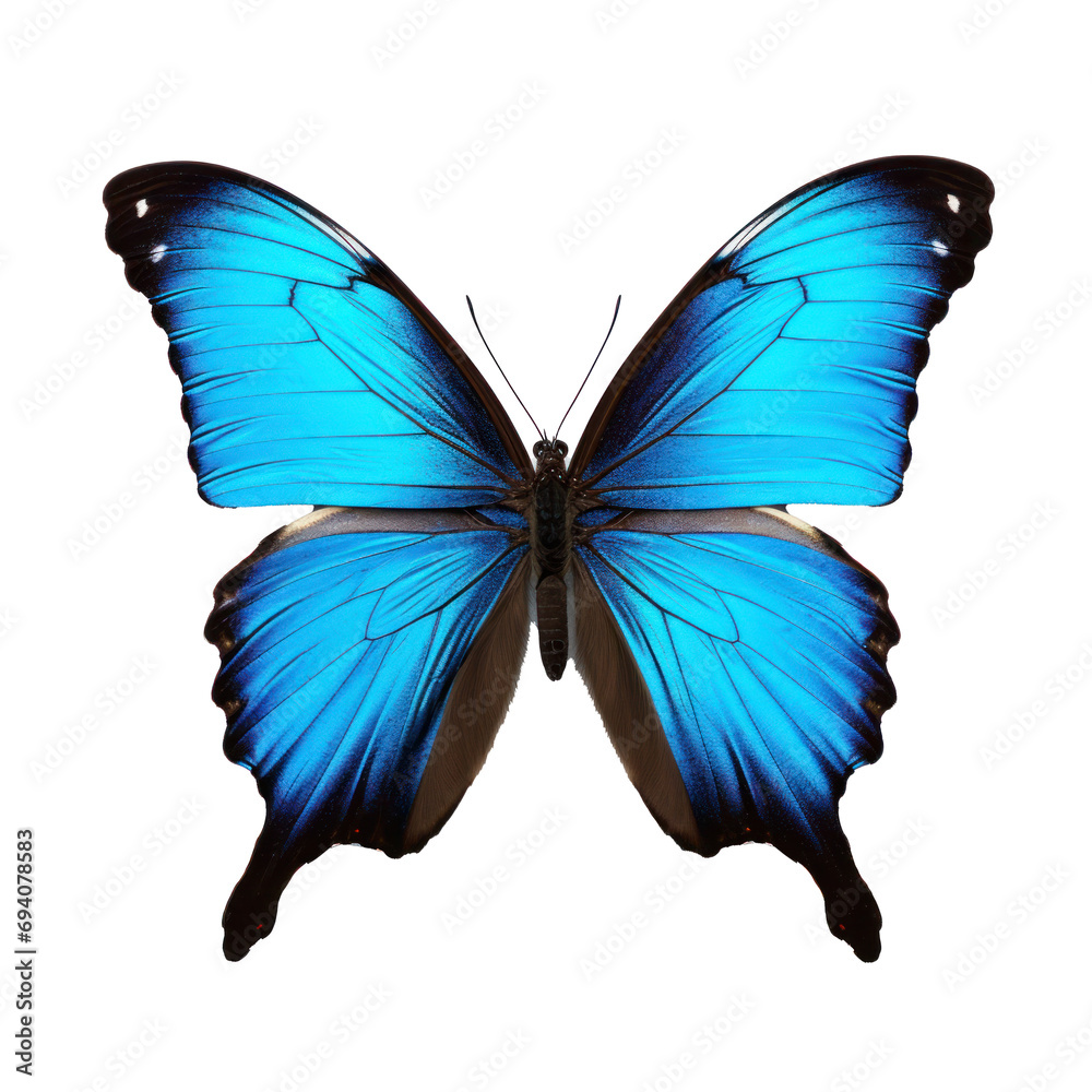 Fototapeta premium Ulysses butterfly isolated on transparent background.