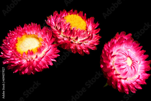 Xerochrysum bracteatum, commonly known as the golden everlasting or strawflower, is a flowering plant in the family Asteraceae native to Australia.
 photo