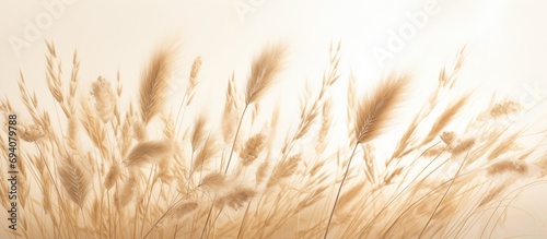 Wheat ears on a light background