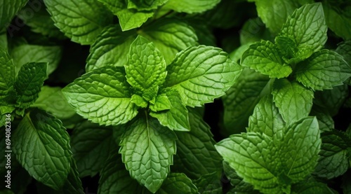fresh greenery peppermint leaf background, natural medicine herb