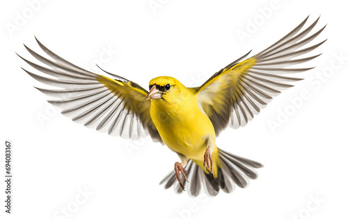 Flight of the Goldfinch Isolated on Transparent Background PNG.