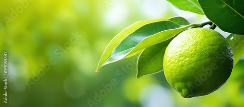 Close-up of a green lemon on a tree in a garden.
