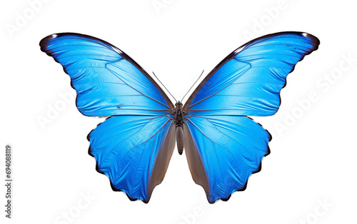 Butterfly's Blue Showcase Isolated on Transparent Background PNG.