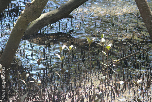Photography Grey Mangrove Trees growing along the water line of the cooks river