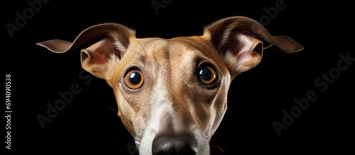 Exhibit a dog's head, whippet-like. photo